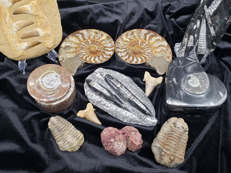 Fossils