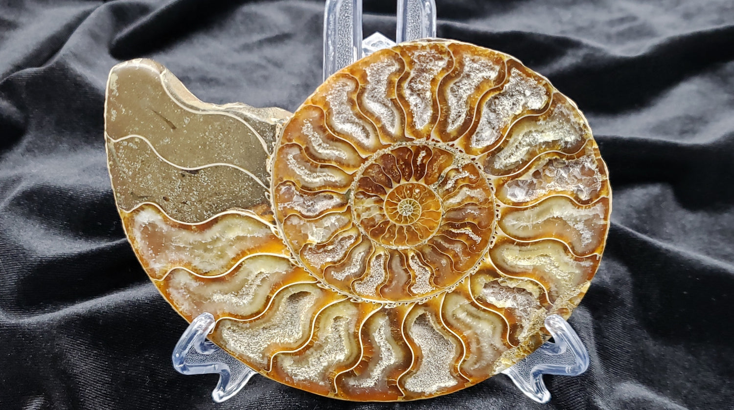 Ammonites