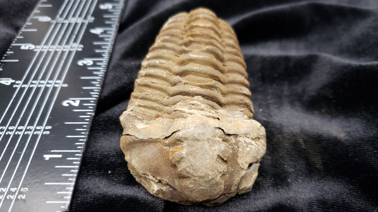 Trilobites