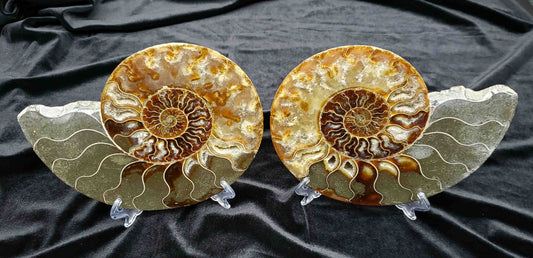 Huge Polished Ammonite Fossil Pair w/stand