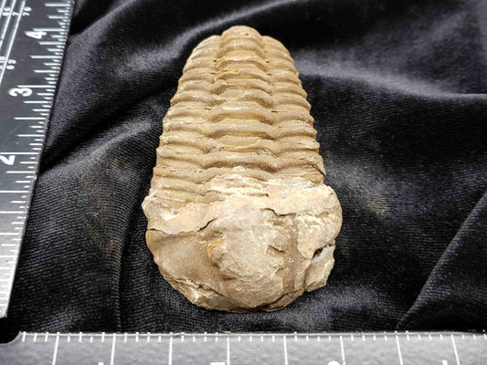 Trilobite